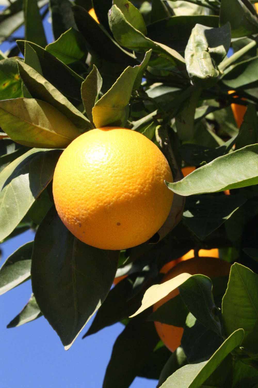              Fruit (Riverside, CA)       